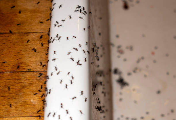 Best Best Pest Control Companies  in Danielson, CT